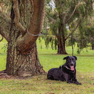 Ironman 4x4® - Pet Tethering Leash System