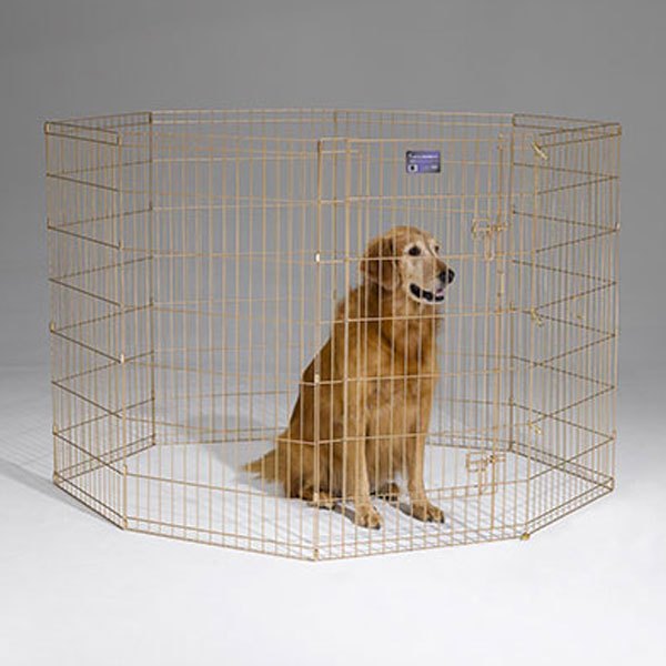 gold zinc exercise pen